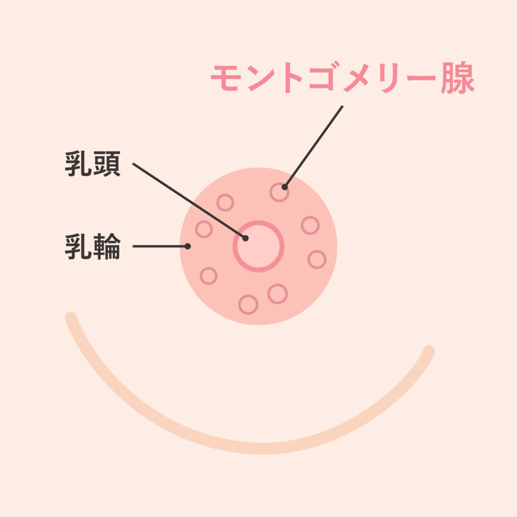 乳輪 